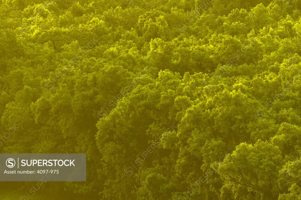 High angle view of trees in a forest, Wailua Valley, Kauai, Hawaii, USA