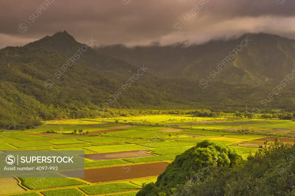 Taro crop in the field, Hanalei, Kauai, Hawaii, USA