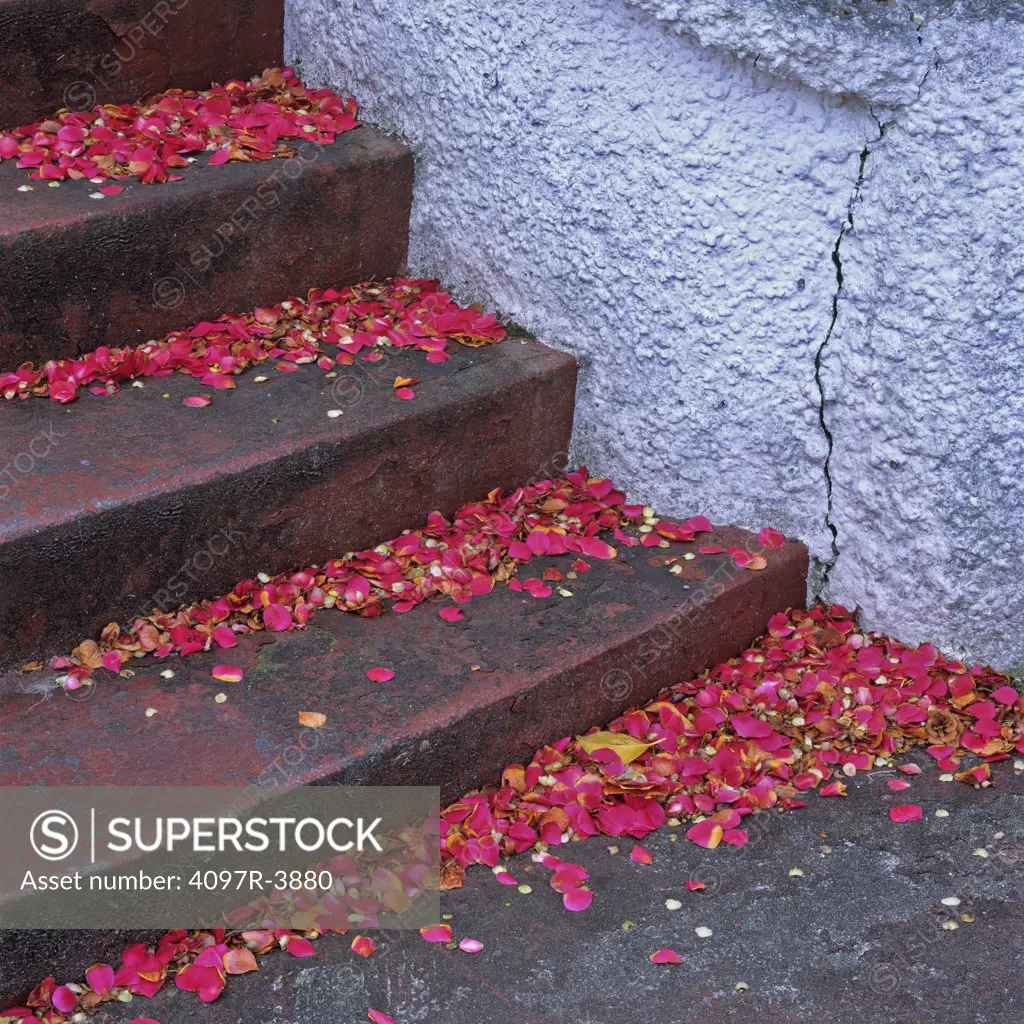 Canada, British Columbia, Victoria, Oak Bay, Red rose petals on steps