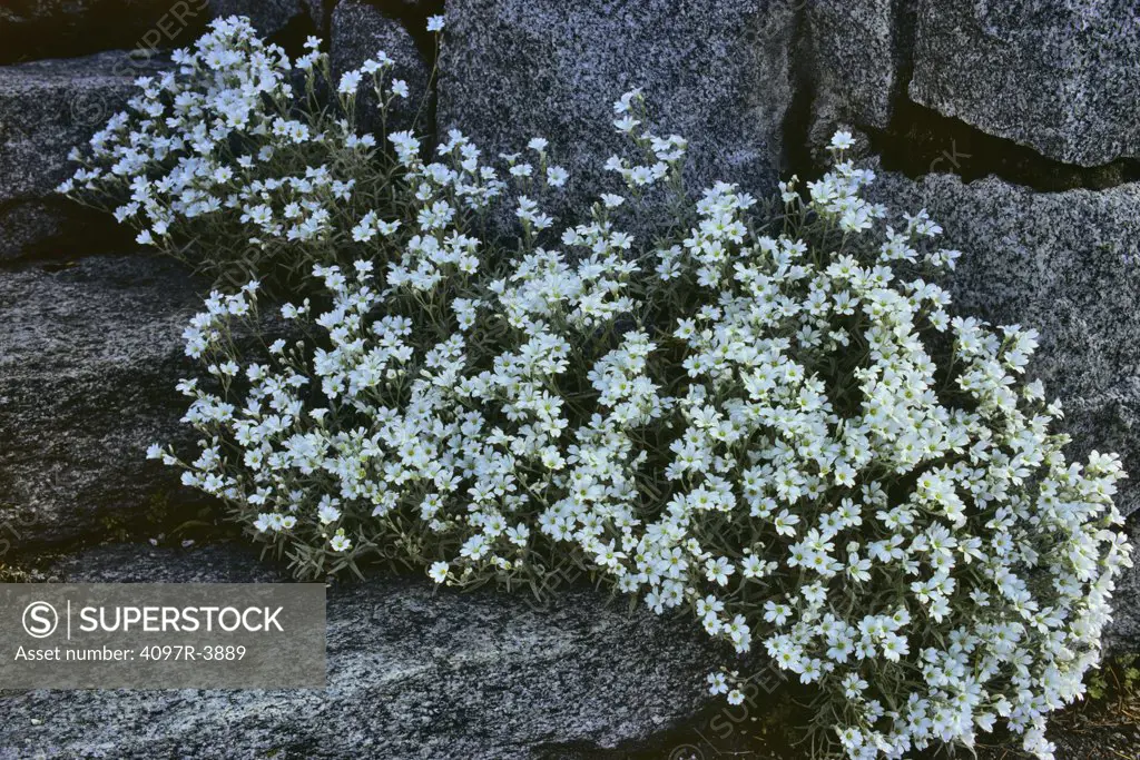 White flowers growing in rock garden