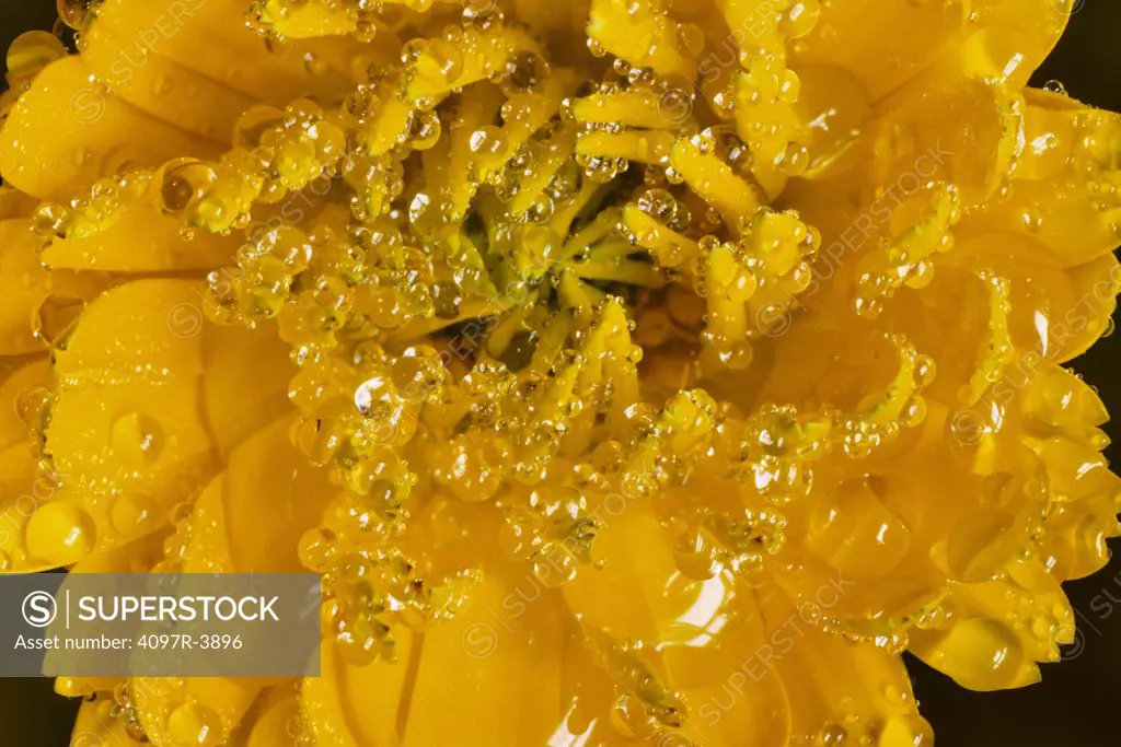 Close-up of yellow marigold with raindrops