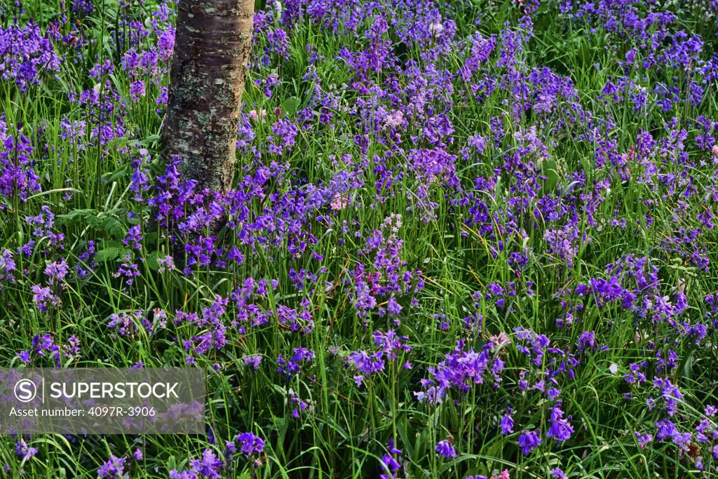 Common Bluebells (Hyacinthoides non-scripta) growing on meadow