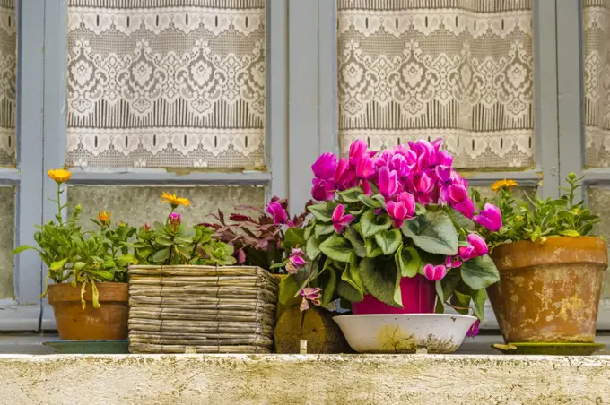 Window ledge with flower pots, Provence, France