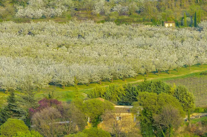 Cherry Orchard, Provence, France