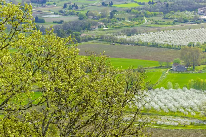 Cherry Orchards, vinyards, and farm houses in Provence, France