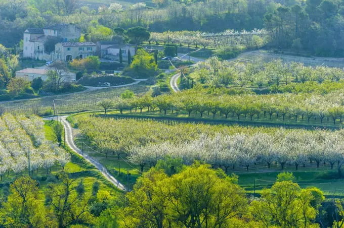 Cherry orchard and vinyard estate in spring, Provence, France