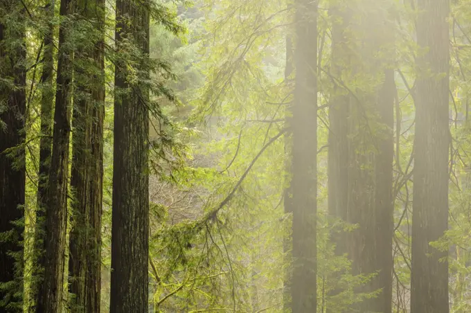 California, Redwood National Park