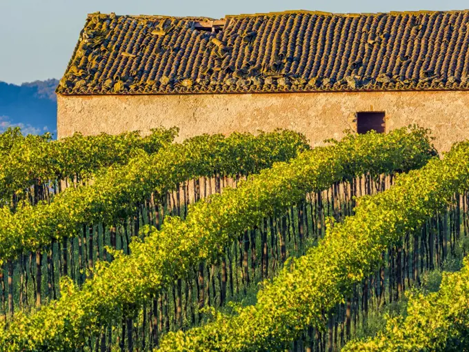 Grape vines in the Tuscan countryside, Italy