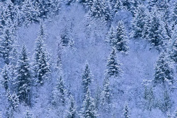 Snow covered trees in a forest, Mount Robson Provincial Park, British Columbia, Canada