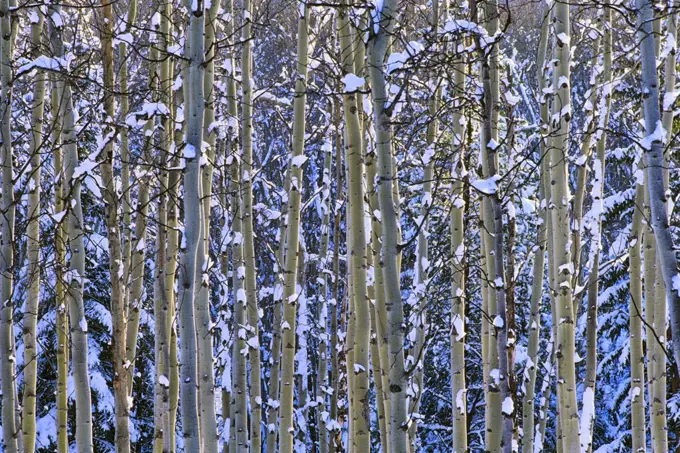 Birch trees in winter, Kootenay National Park, British Columbia, Canada