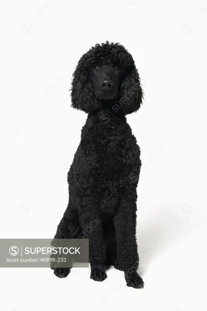 French poodle against a white background