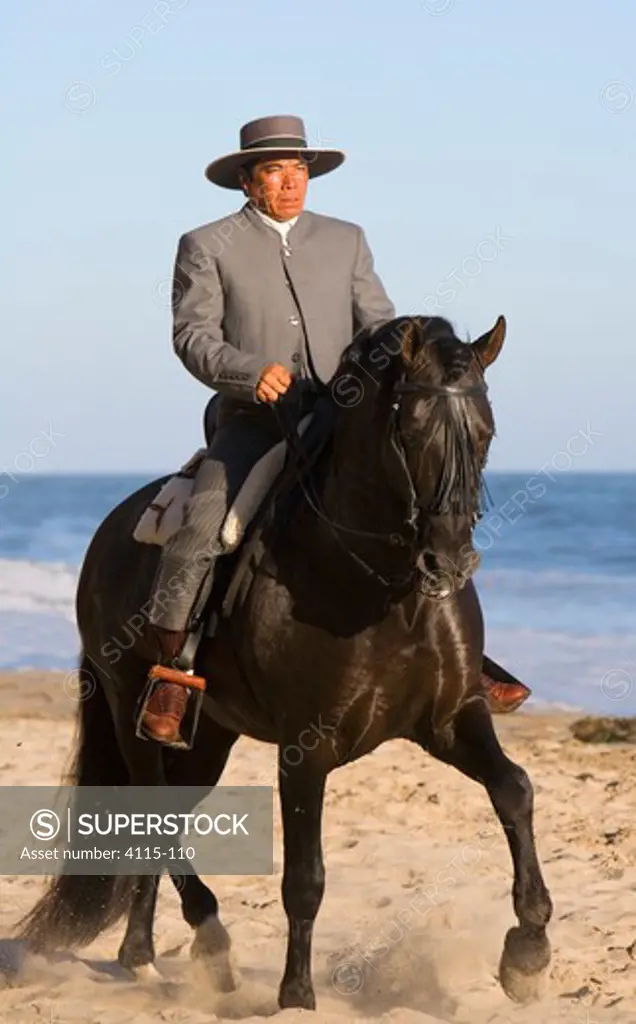 Black Andalusian Stallion Equus caballus} with rider in Traditional Spanish attire (Traje Corto) Ojai, California, USA.