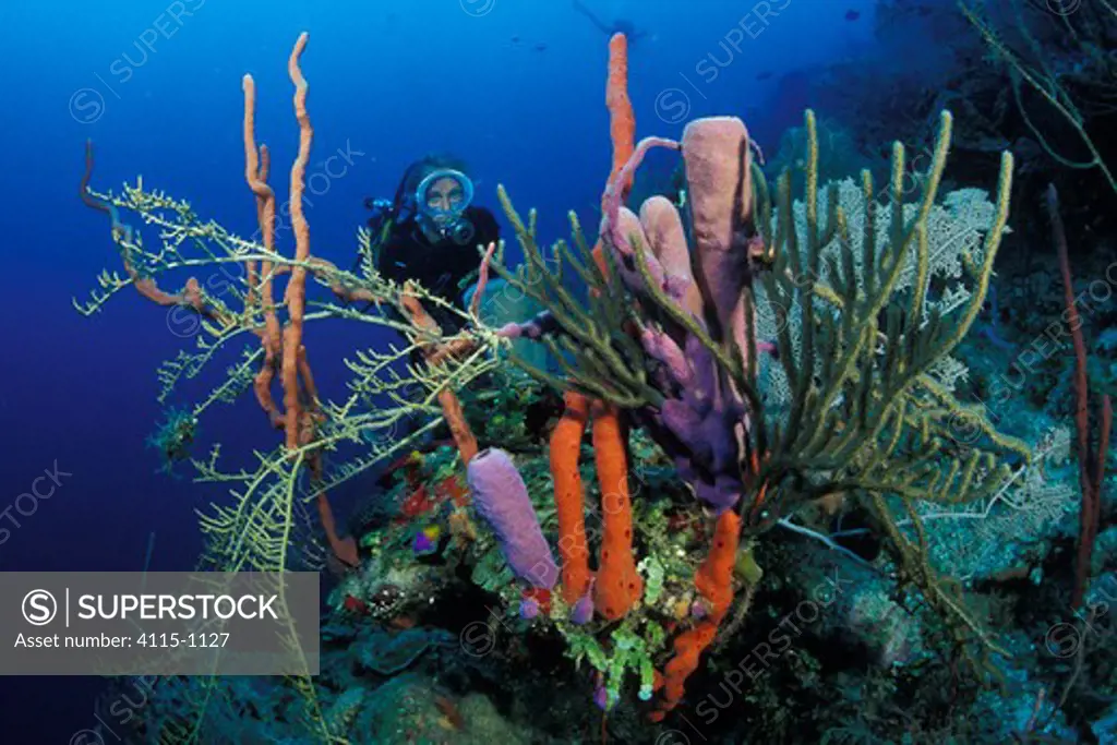 Diver looking at a coral reef with different varieties of sponges, Roatan, Honduras.