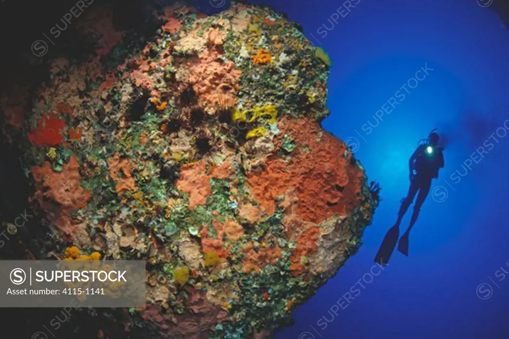 Diver above a rock covered by different types of colourful encrusting sponges and sea urchins, Gozo, Malta.