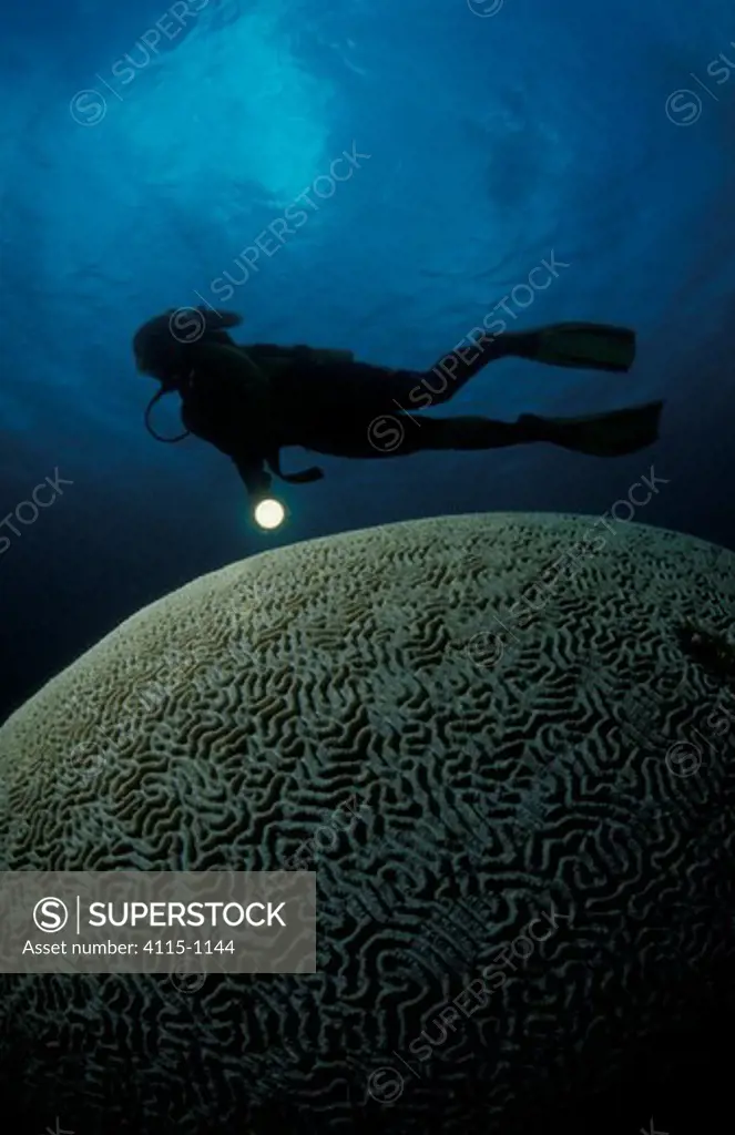 A diver swimming over a massive brain coral (Faviidae), Great Barrier Reef, Australia