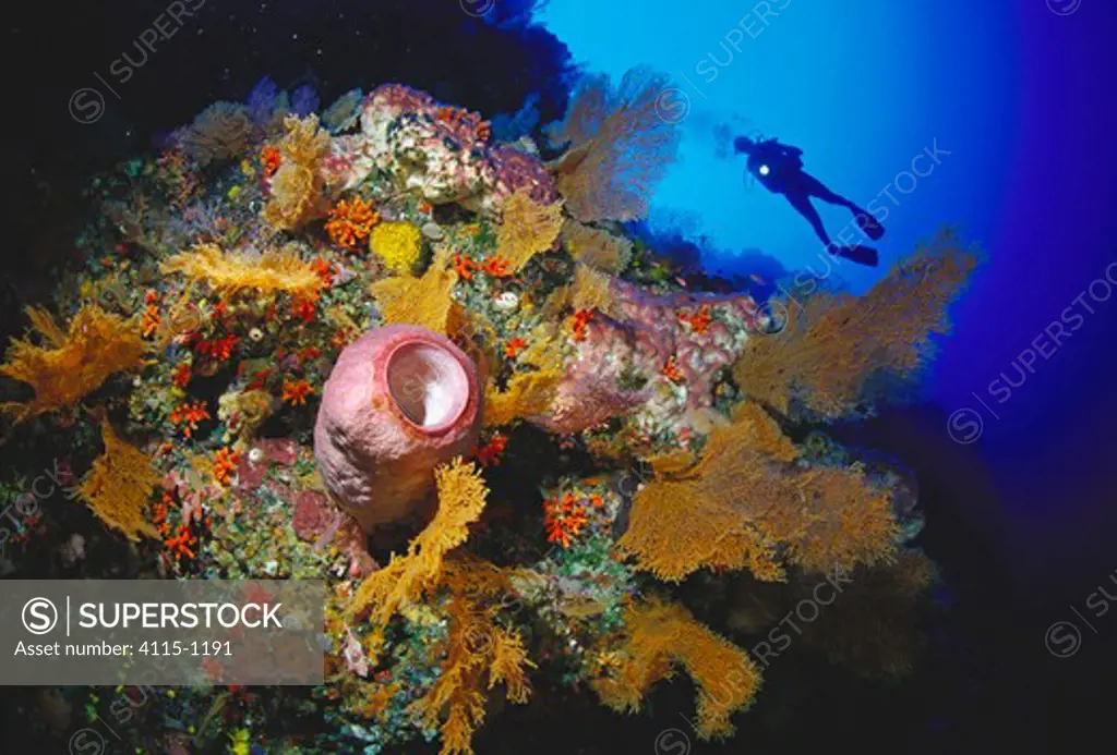 Diver on wall dive, Tubbataha reef, Palawan, Philippines.