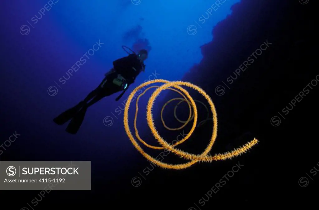 Spiral whip / wire coral (Stichophates sp) and diver, Philippines.