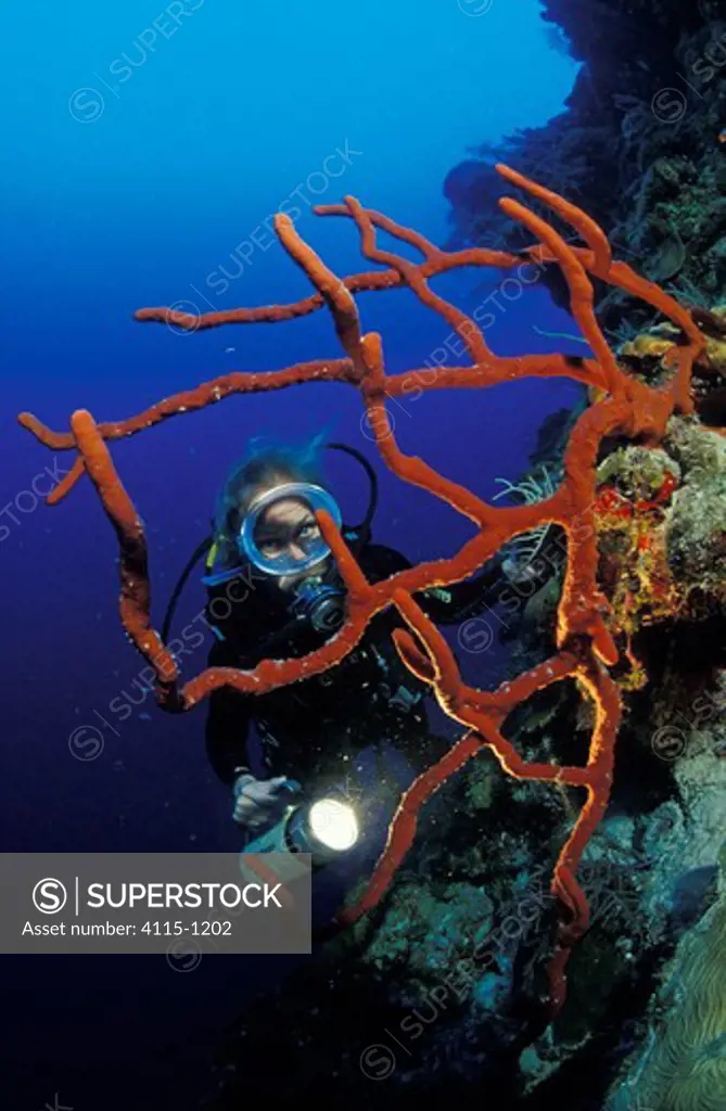 A scuba diver with a lamp behind a Red rope sponge (Amphimedon compressa), Belize