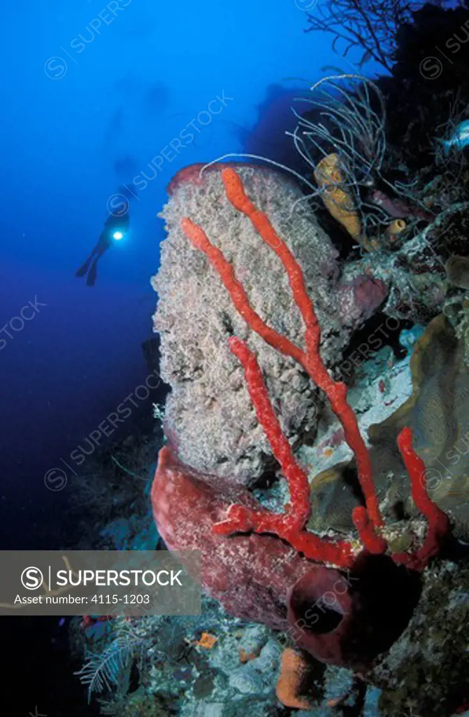 Scuba diver with torch above coral reef with Red rope sponge (Amphimedon compressa), Giant barrel sponge (Xestospongia muta) and other sponges, Belize