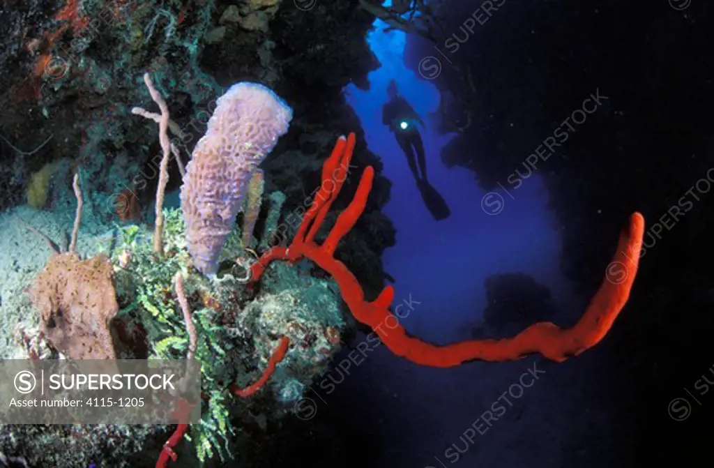 Red rope sponge (Amphimedon compressa), Pink vase sponge (Niphates digitalis) and a scuba diver with a torch between two underwater pinnacles, Lighthouse Reef Atoll, Belize
