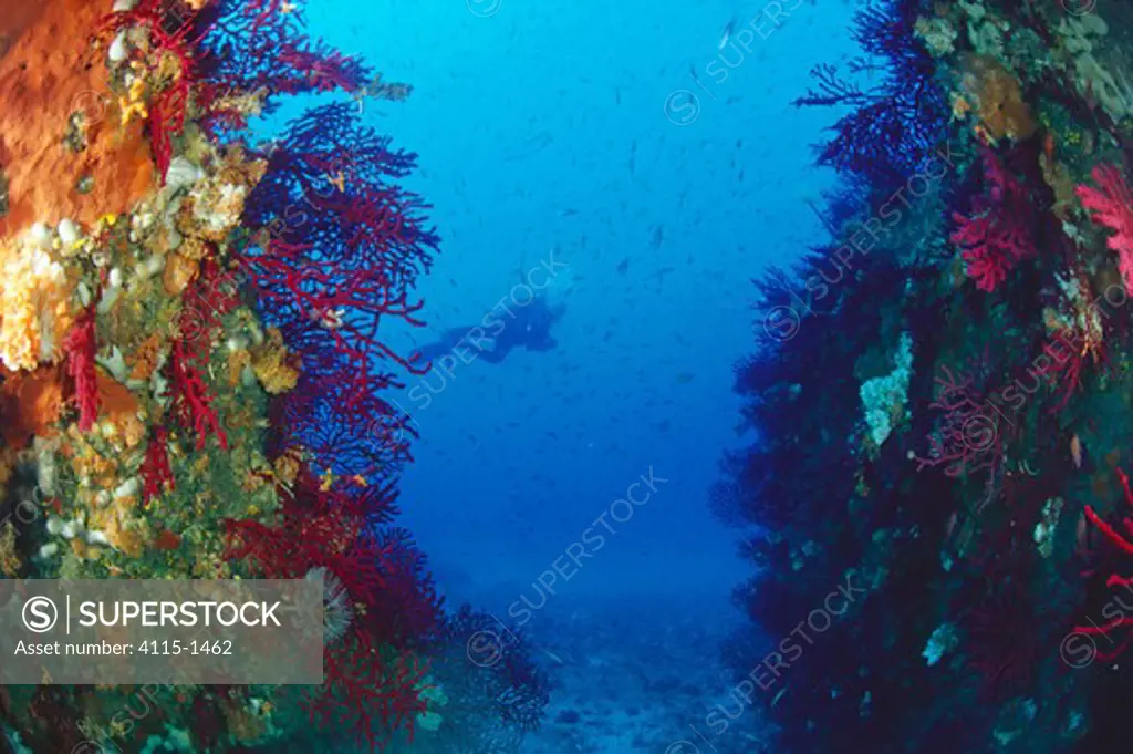 Diver swimming beyond gorgonian sea fans (Paramuricea clavata), Egadi Island, Sicily, Italy.