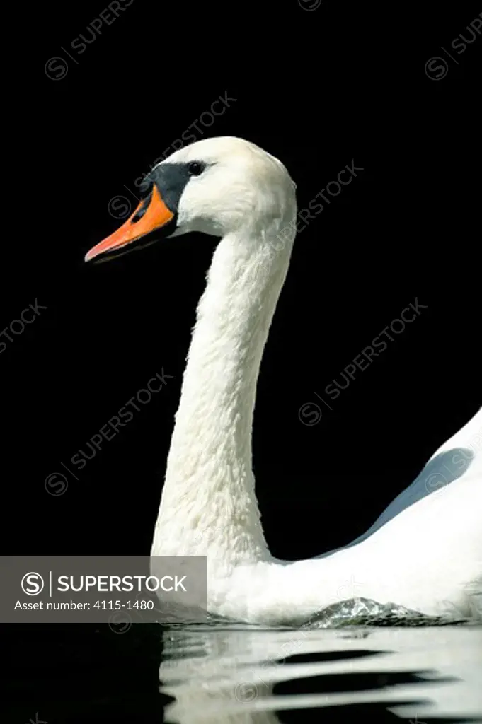 Mute swan (Cygnus olor) on water. Norfolk Broads, UK.
