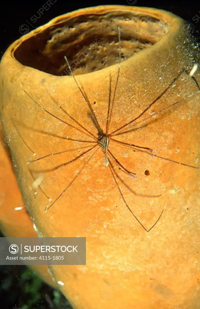 Arrow crab (Stenorhynchus seticornis) on a tube sponge at night, Belize Cayes, Caribbean.