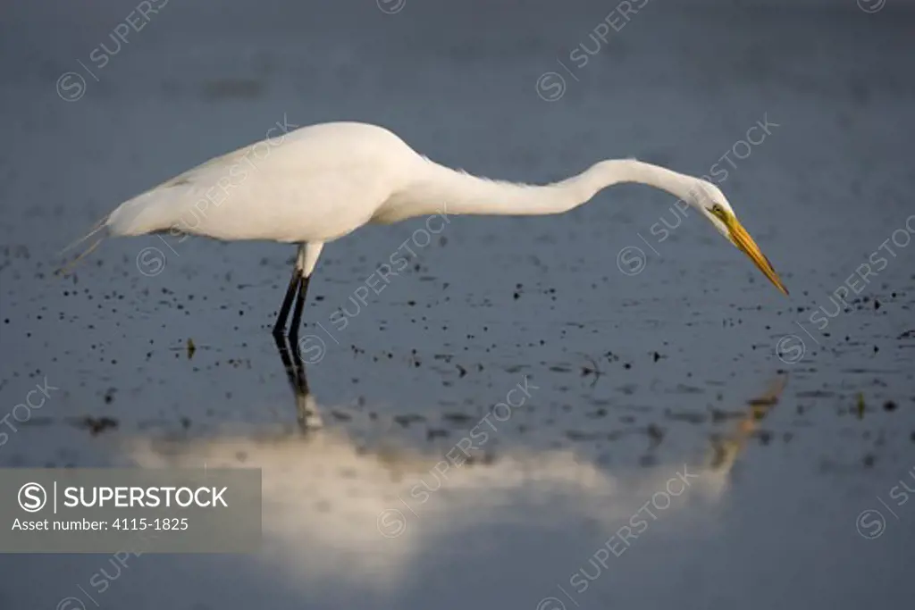 Great egret (Casmerodius albus) looking for food, Florida, USA.