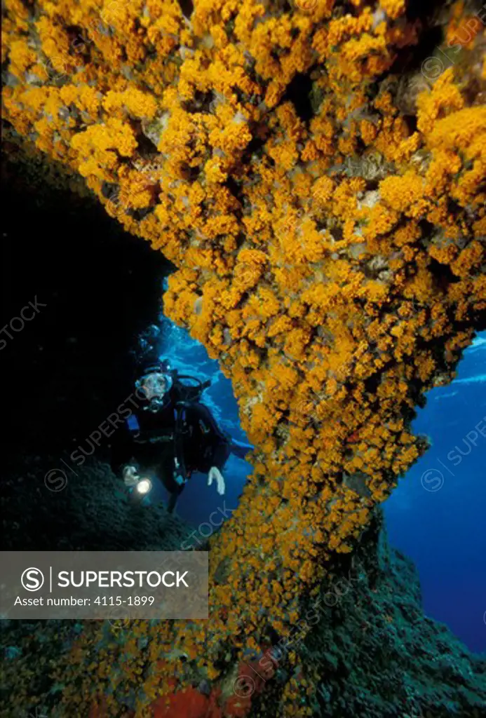 Diver at entrance of Grotta della Madonnina (The cave of the small Madonna), Sardinia. The walls in the entrance are completely covered with orange Asteroides Calycularis.