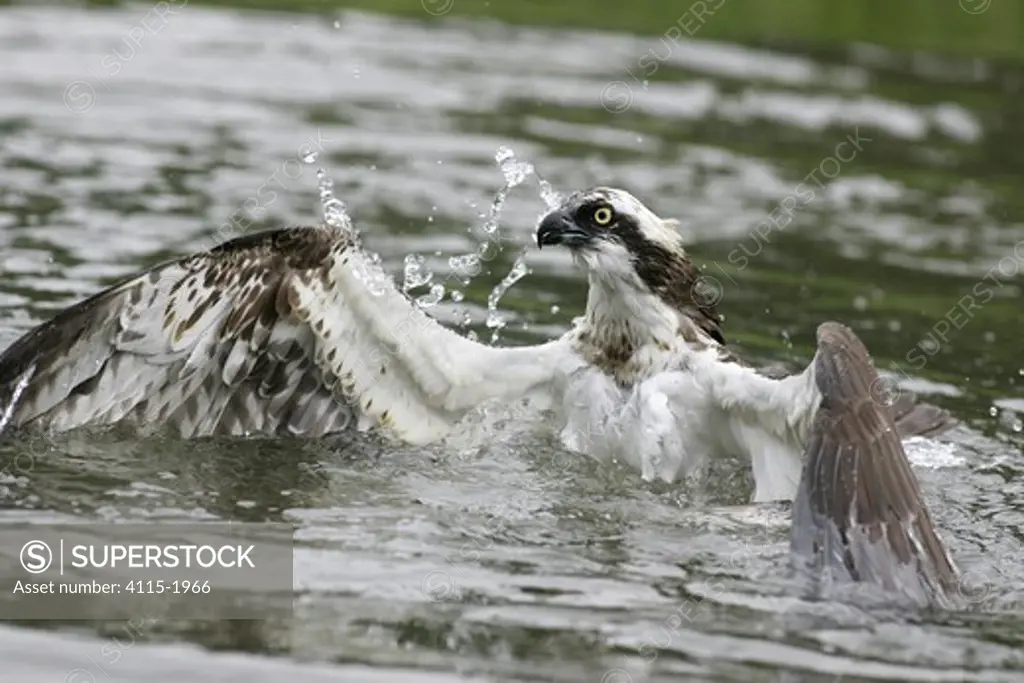Osprey (Pandion haliaetus) emerging from under the water after diving for a fish, Kangasala, Finland.