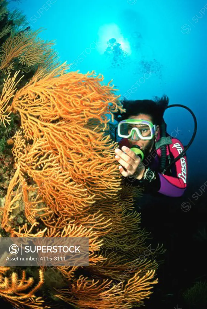 Diver examining a gorgonian (Gorgonia sp.) fan off Sorrento, Southern Italy.