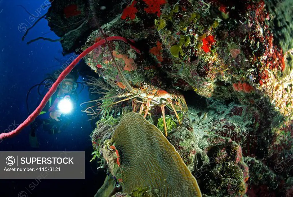 Diver watching Spiny lobster (Panulirus argus) in a rock wall, Belize Cayes, Caribbean.