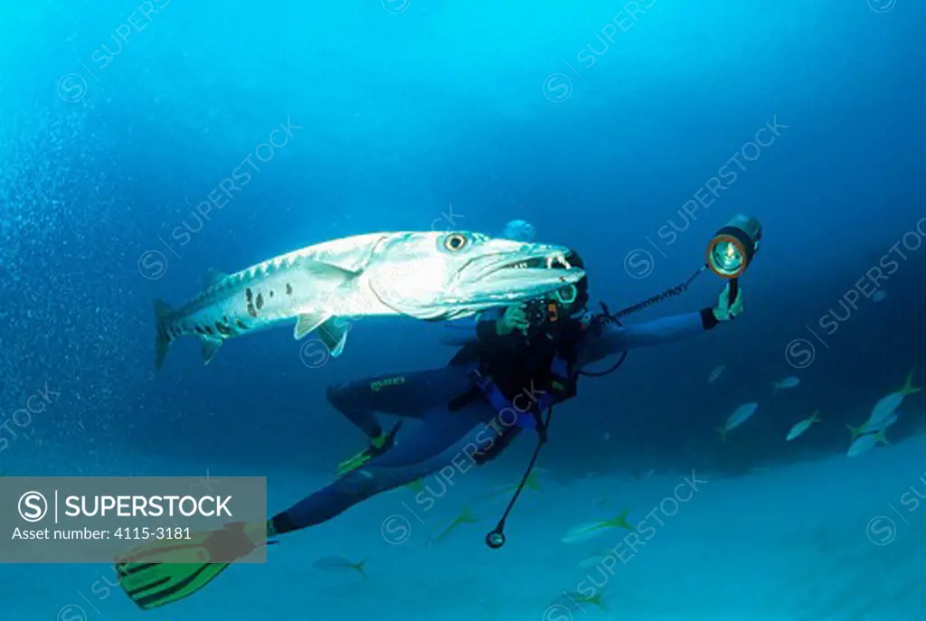 Diver photographing Great barracuda (Sphyraena barracuda)  Cuba, Caribbean.