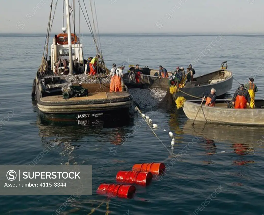 Fleet of trap fishing boats hauling up the net traps at fishing grounds off the coast of Newport, Rhode Island, USA.