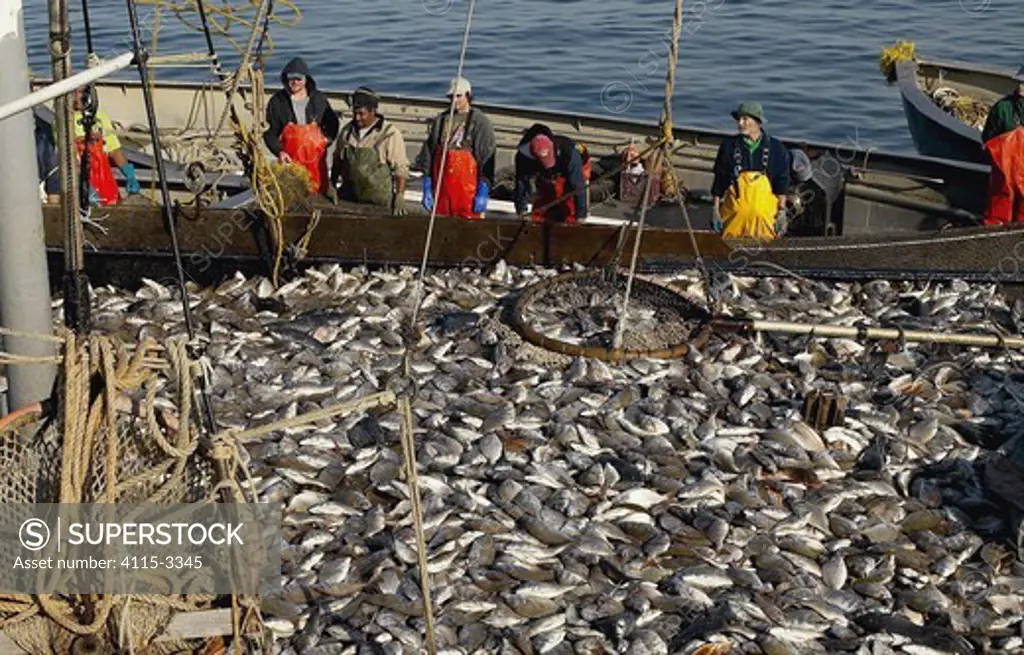 Fish being unloaded from the net traps into the full main trap