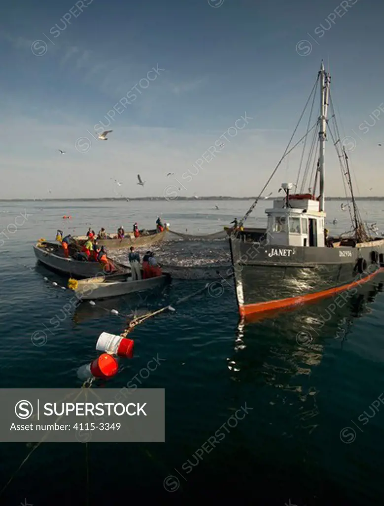 A fleet of trap fishing boats hauling up the net traps at fishing grounds off the coast of Newport, Rhode Island, USA.