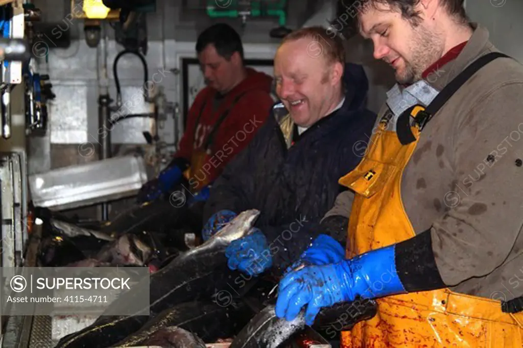 Crewmen gutting Saithe (Pollachius virens) on a North Sea trawler. February 2010, Model released.
