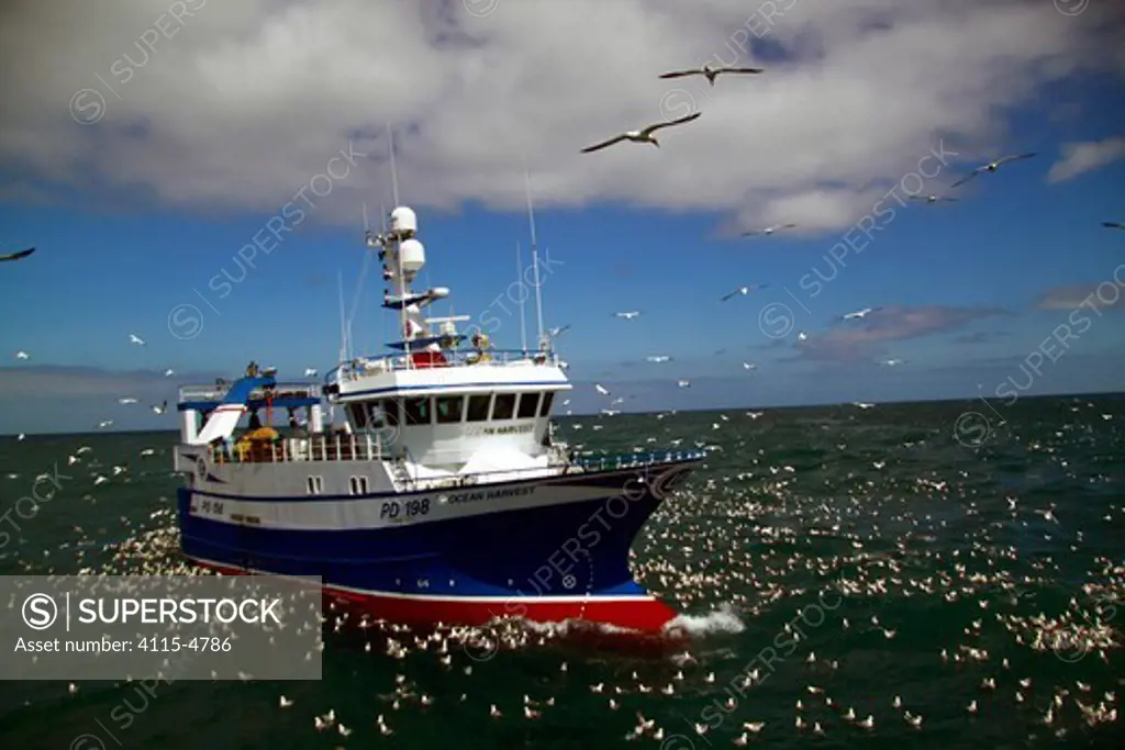 Ocean Harvest ' fishing on the North Sea, surrounded by seabirds, June 2010. Property released.