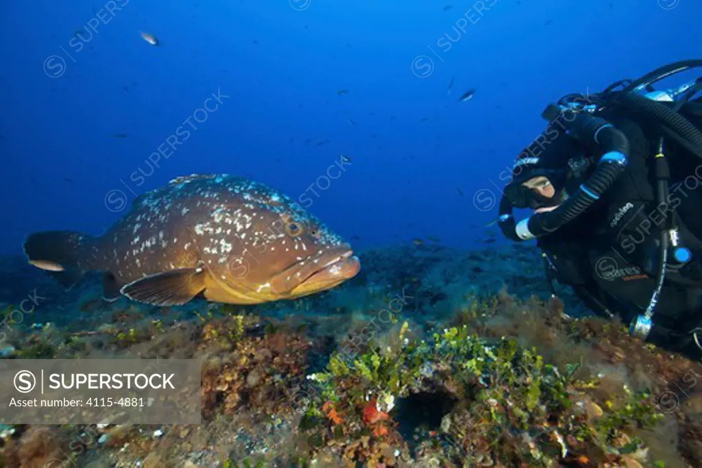 Dusky grouper (Epinephelus marginatus) staring at diver off the coast of Capraia. Tuscany, Italy, August. Model released.