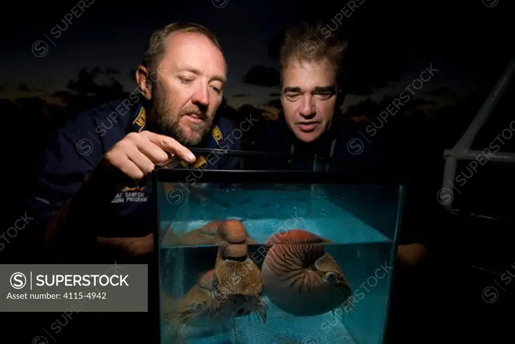 Andy Dunstan and Dr. Peter Ward observing caught Chambered nautilus Nautilus pompilius} Queensland, Australia, 2007