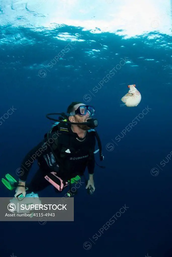 Andy Dunstan diving with Chambered nautilus (Nautilus pompilius Queensland, Australia