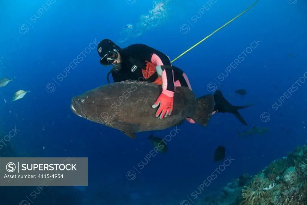 Lyle Squire releasing a Potato grouper / cod Epinephelus tukula} after inserting a radio transmitter into its belly, as part of the Coral Reef census, Lizard Island, Queensland, Australia, April 2008