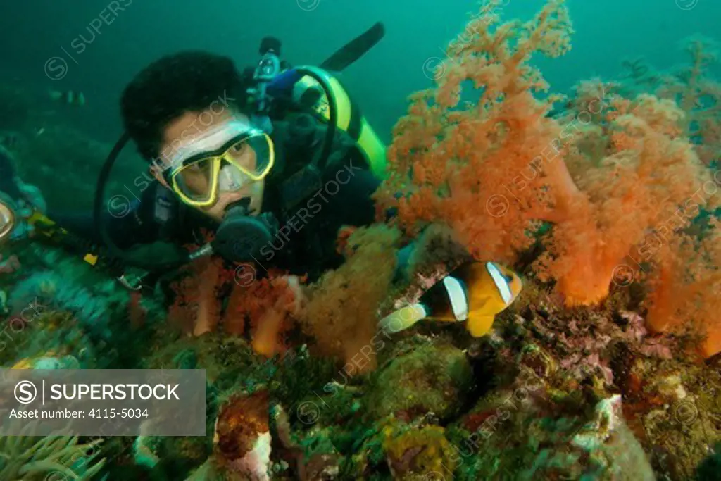 Scubadiver  Apolinar Quinto, watching a Clark's Anemonefish (Amphiprion clarkii) at its anemone among soft corals, Malapascua Island, Visayan Sea, Philippines