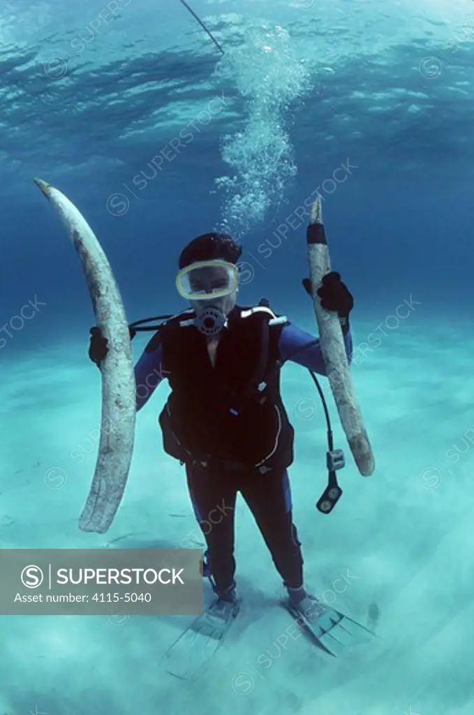 Diver with Elephant tusks recovered from the shipwreck ""Las Maravillas"", a Spanish galleon sunk in 1658, Bahamas. 1987.