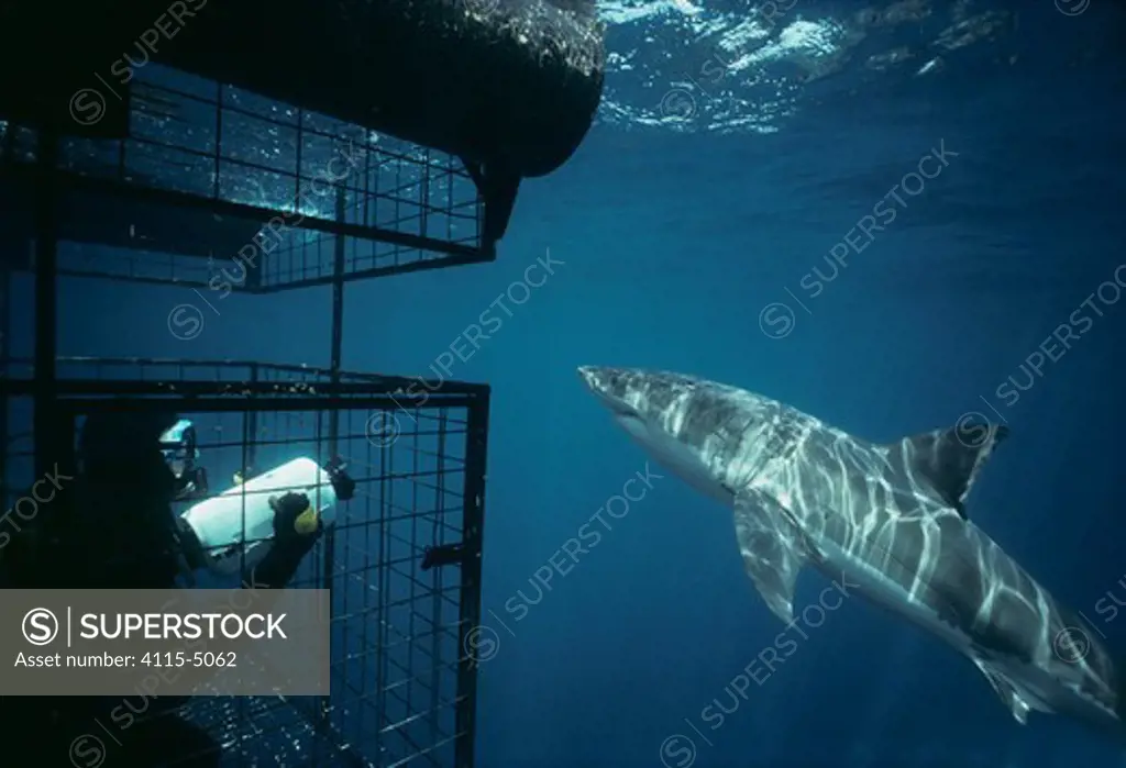Diver filming Great White shark (Carcharodon carcharias) from protective cage, Dangerous Reef, Great Australian Bight, South Australia