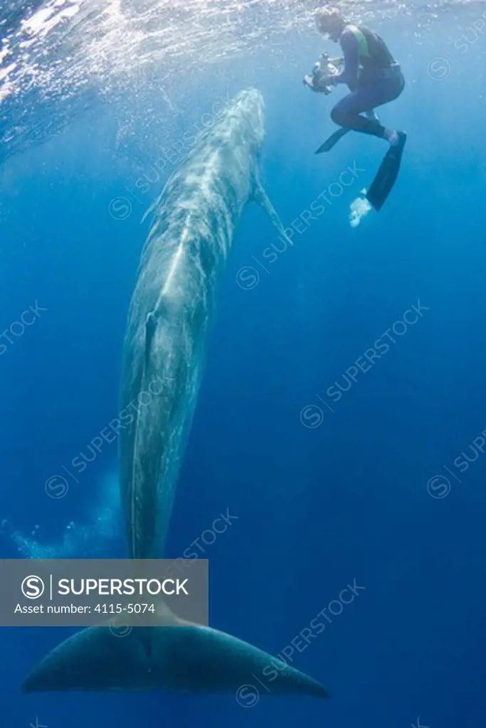 Bryde's whale, Balaenoptera brydei / edeni) swimming past underwater photographer Brandon Cole, off Baja California, Mexico (Eastern Pacific Ocean)
