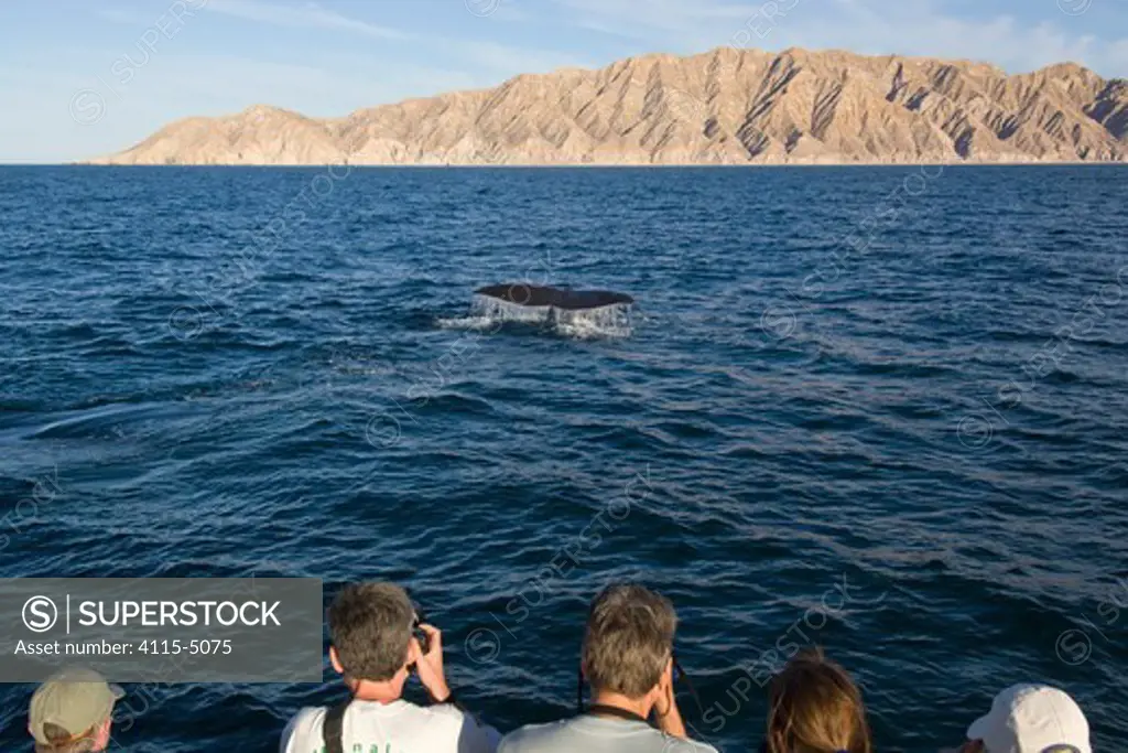 Tourists watching Sperm whale (Physeter macrocephalus) fluking, Sea of Cortez, Baja California, Mexico, Endangered
