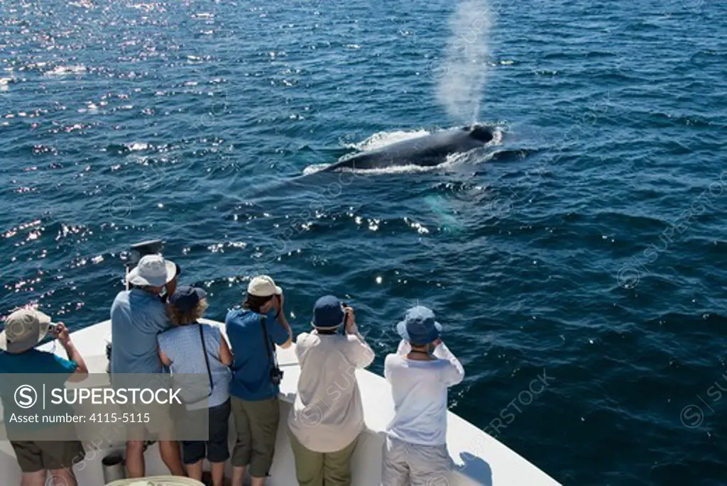 Blue whale (Balaenoptera musculus) spouting, watched by whale watchers from boat, Endangered species, Sea of Cortez, Baja California, Mexico