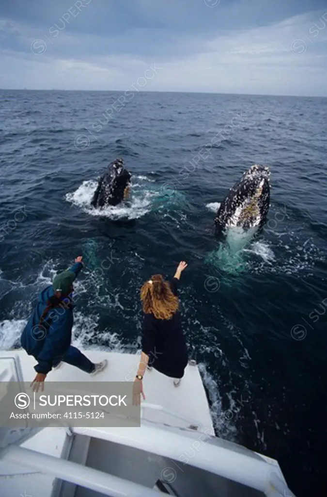 Women on boat reach out towards two Humpback whales (Megaptera novaeangliae) spy-hopping, Eastern Pacific