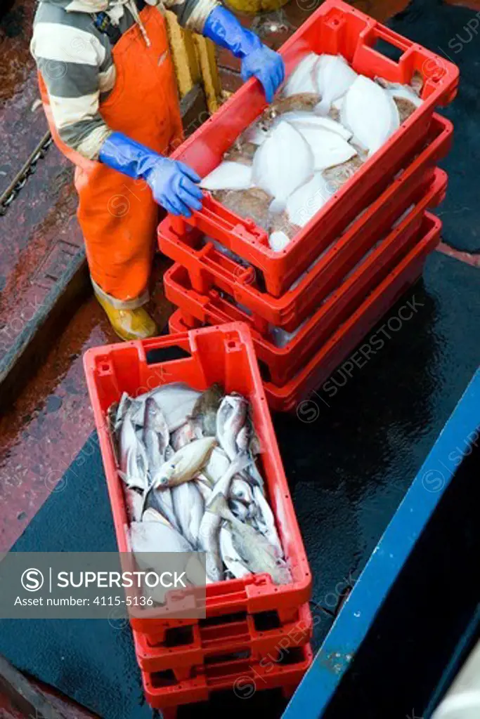 Crates of fish ready to be unloaded from the deck of a trawler, Brixham, Devon, England.